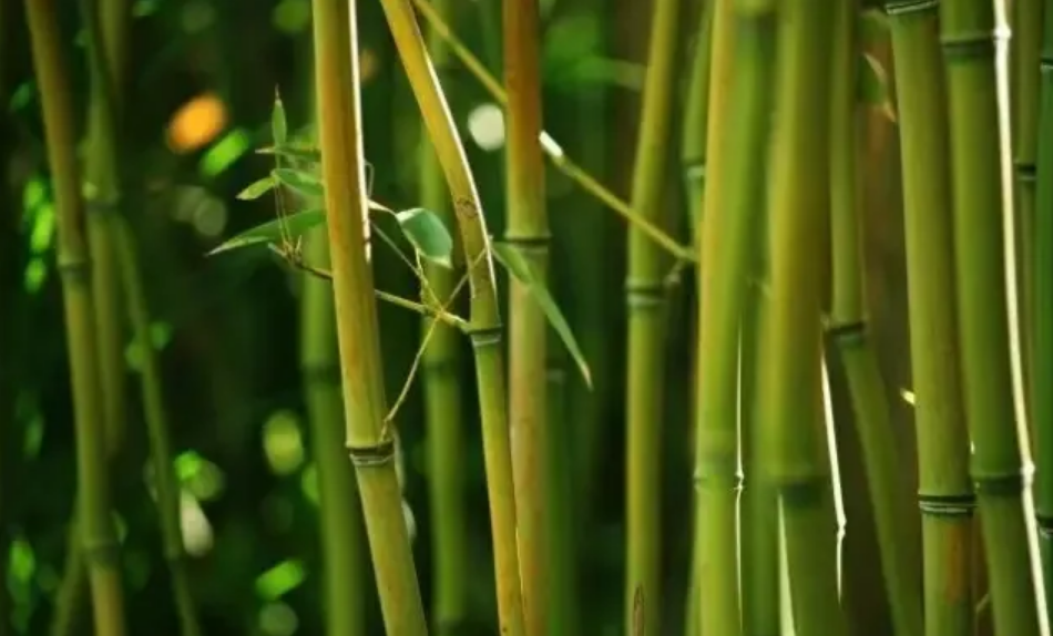 家具用的新材料都有哪些？